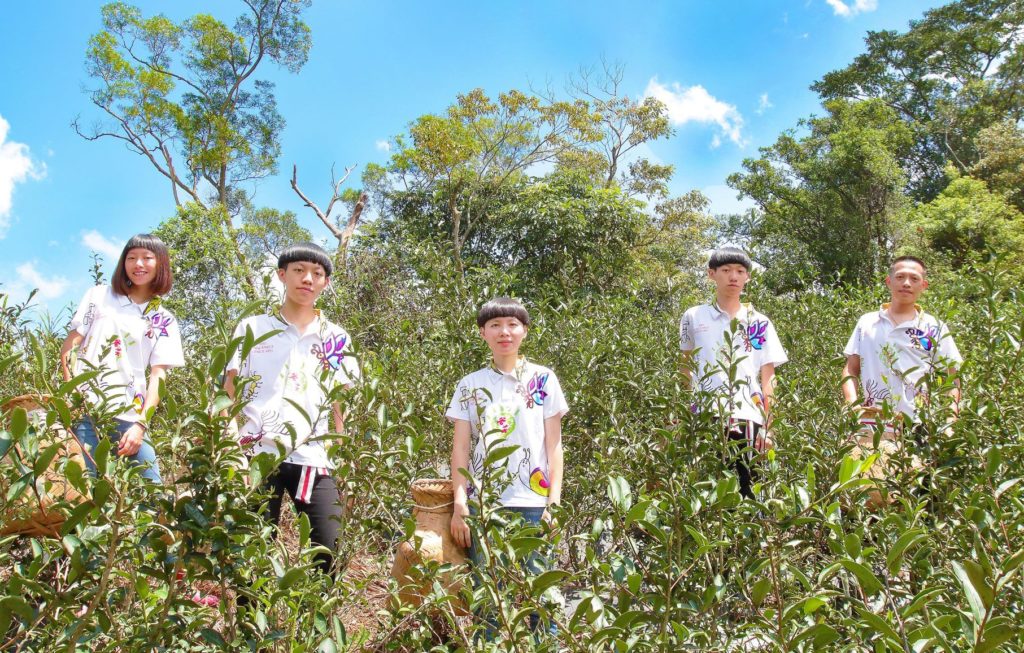 ▲三峽谷芳茶園已是製茶世家代代相傳。(圖/新北農業局 提供)
