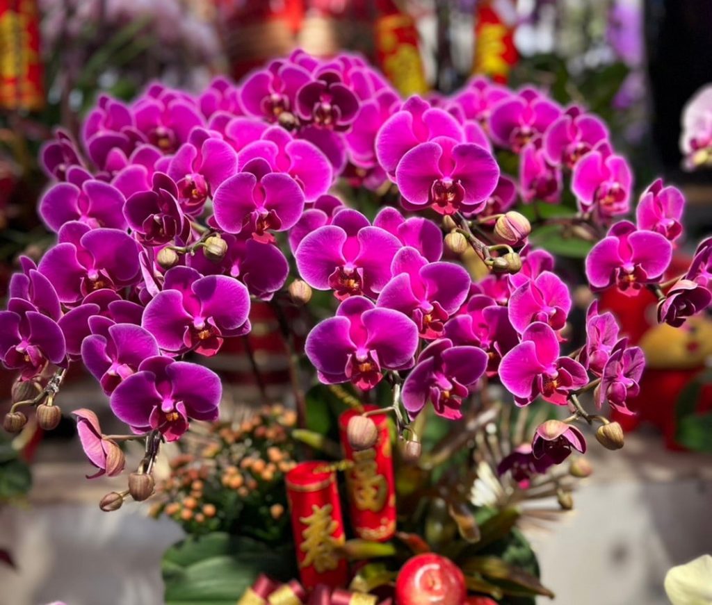 ▲象徵幸福吉祥的蝴蝶蘭。(圖/台北花市提供)