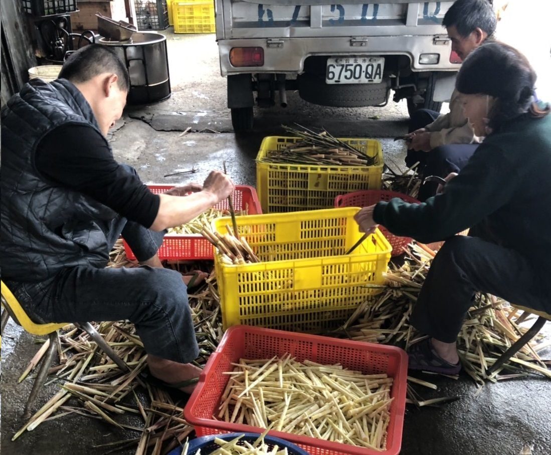 陽明山箭竹筍產季將至   採筍證即日起開放申辦