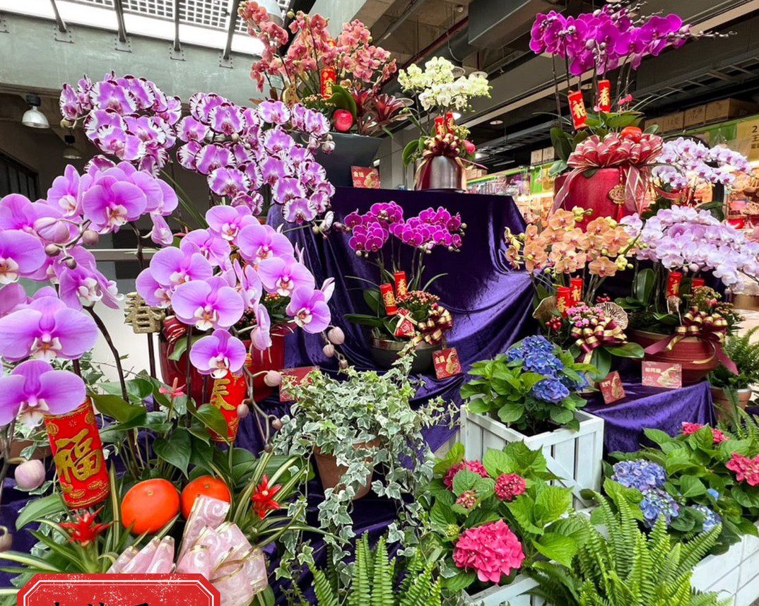 迎鴻兔大展幸福年   台北花市推薦盆栽送禮最有心