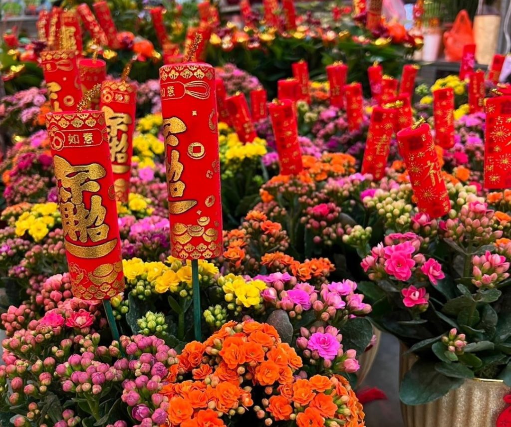 長壽花繽紛熱鬧,年節最愛。(圖/台北花市提供)