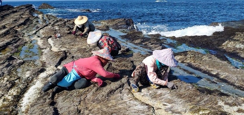 ▲海女的撿拾魚獲有其史傳技能。(圖/新北漁業處 提供)