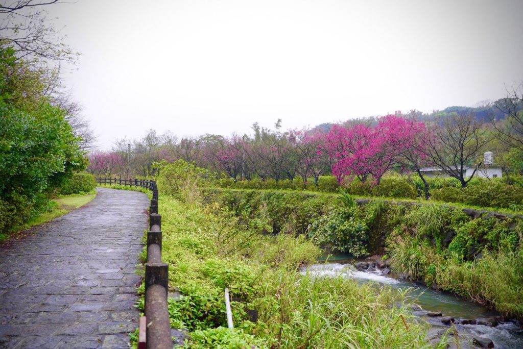 ▲三芝社區的櫻花景觀格外讓人歡喜。(圖/新北農業局 提供)