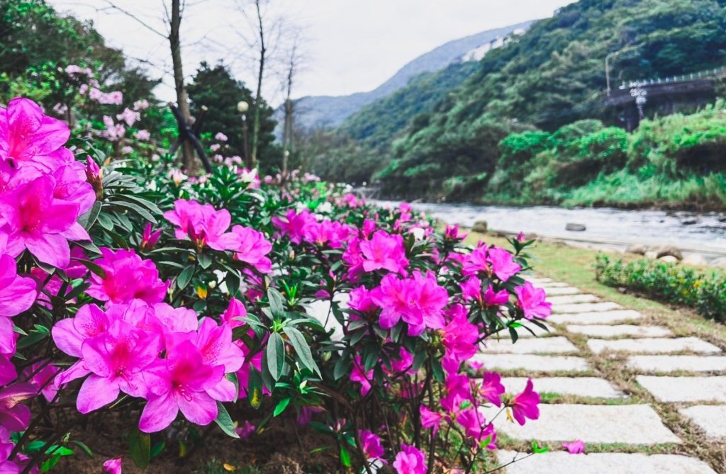 ▲新北市萬里金山是杜鵑花盛開的主要產區。（圖/新北農業局 提供）