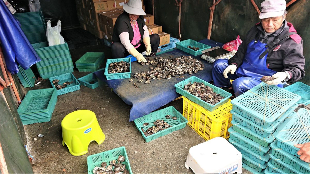 春天冷熱多變   貢寮鮑人蔘雞湯溫補登場