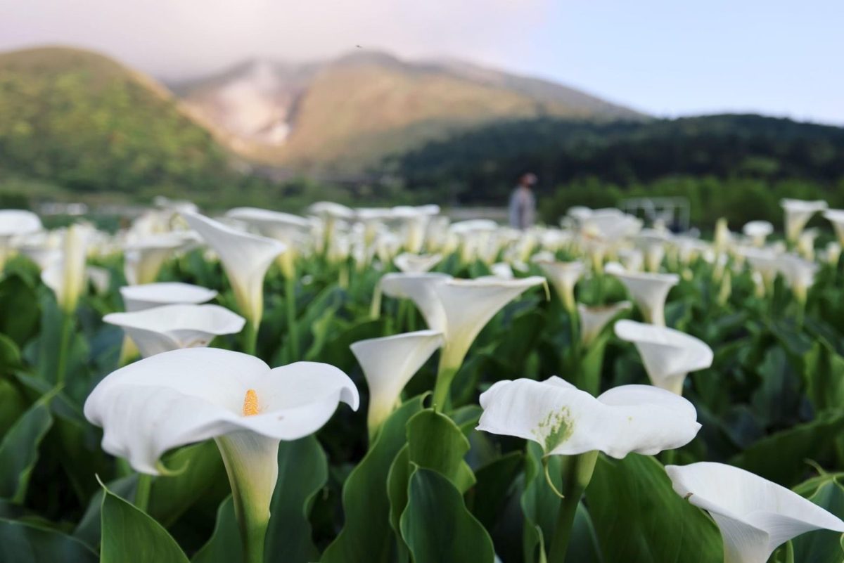 獨旅及偶遇   竹子湖海芋季地景藝術熱鬧登場