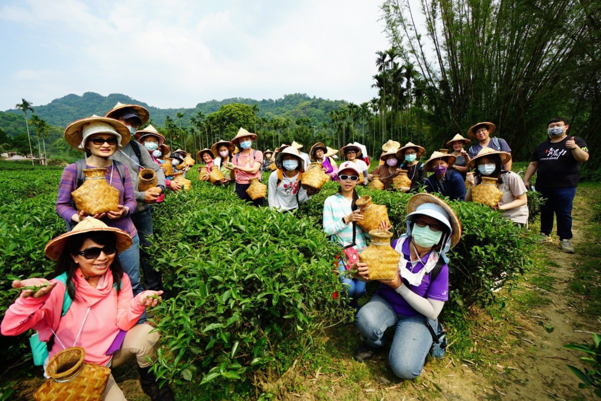 三峽綠茶季開跑　職人帶路品好茶