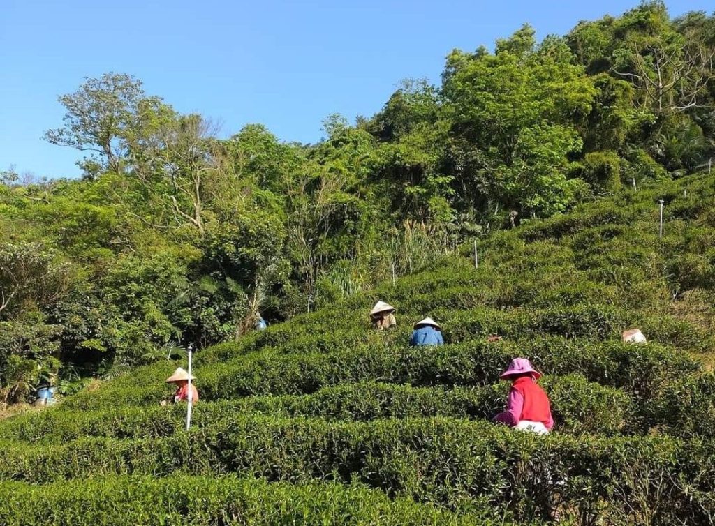 ▲三峽茶園一望無際，是產製茶業的重要地區。（圖/新北農業局 提供）