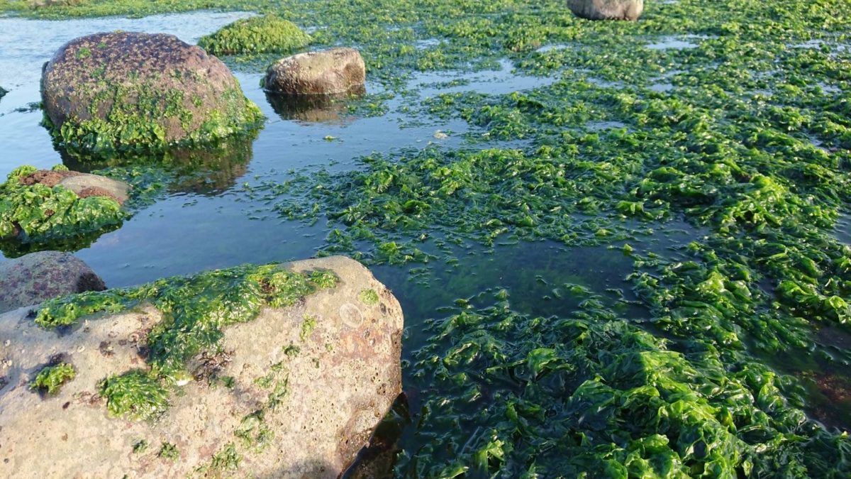 海中稀有的鮮美滋味   珠螺料理報你知
