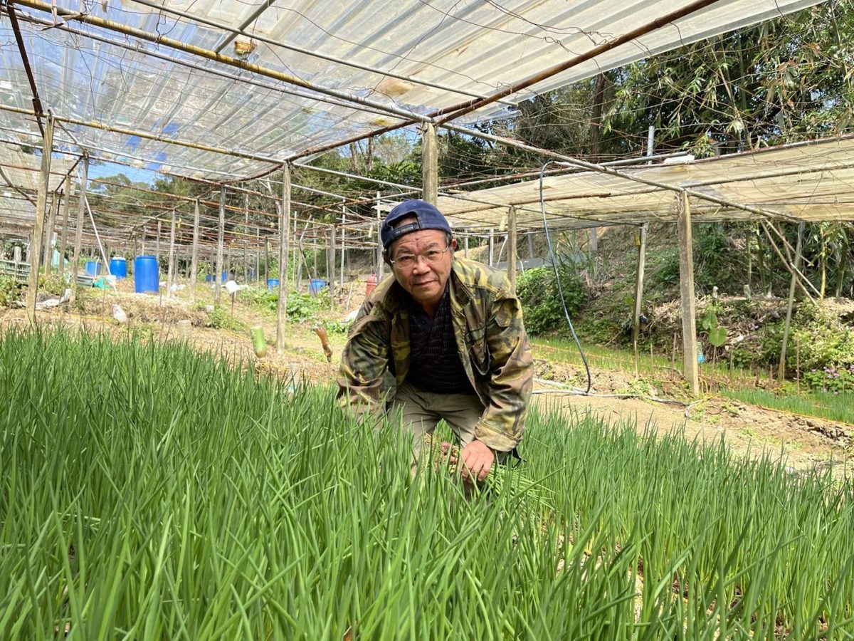 嚴格把關品質   深坑珠蔥農年薪破百萬