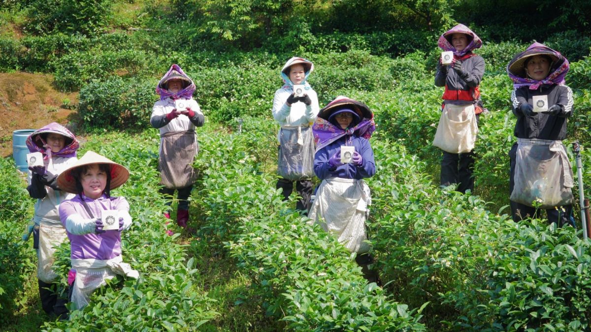三芝茶農助婦女二度就業   產製櫻花茶享譽國際