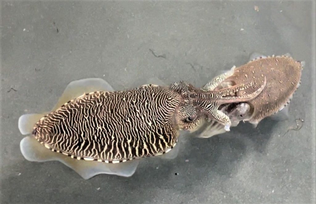 ▲養殖的花枝為海洋生態增添生命力。(圖/新北漁業處 提供)