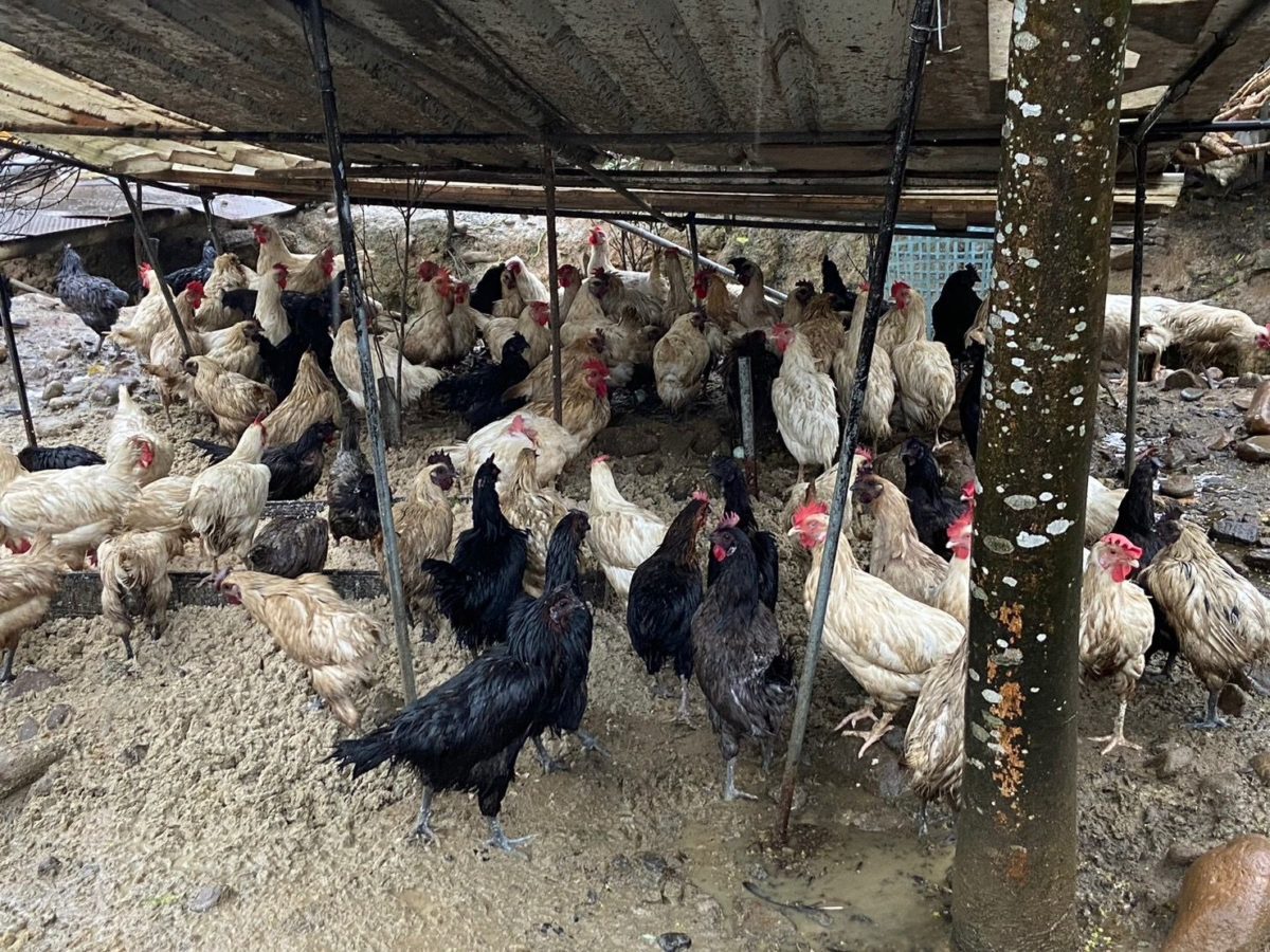 新北山區破獲非法養禽場    最高可開罰330萬