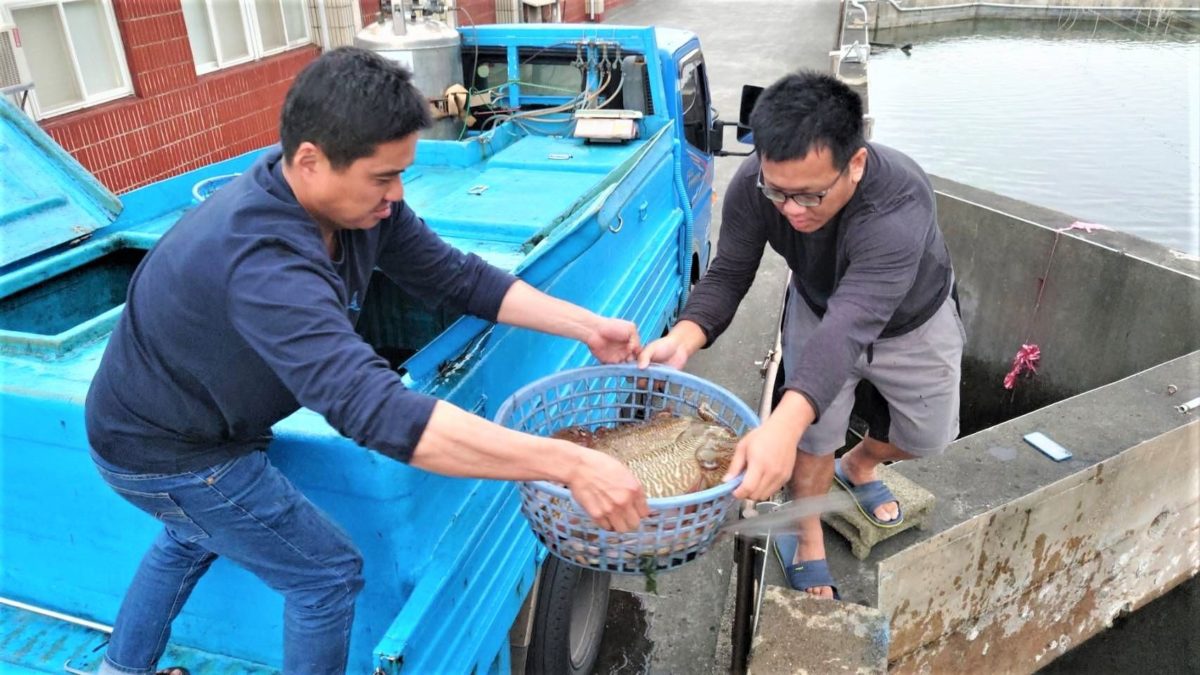 花枝繁殖期到   新北海洋資源復育園區開放申請導覽