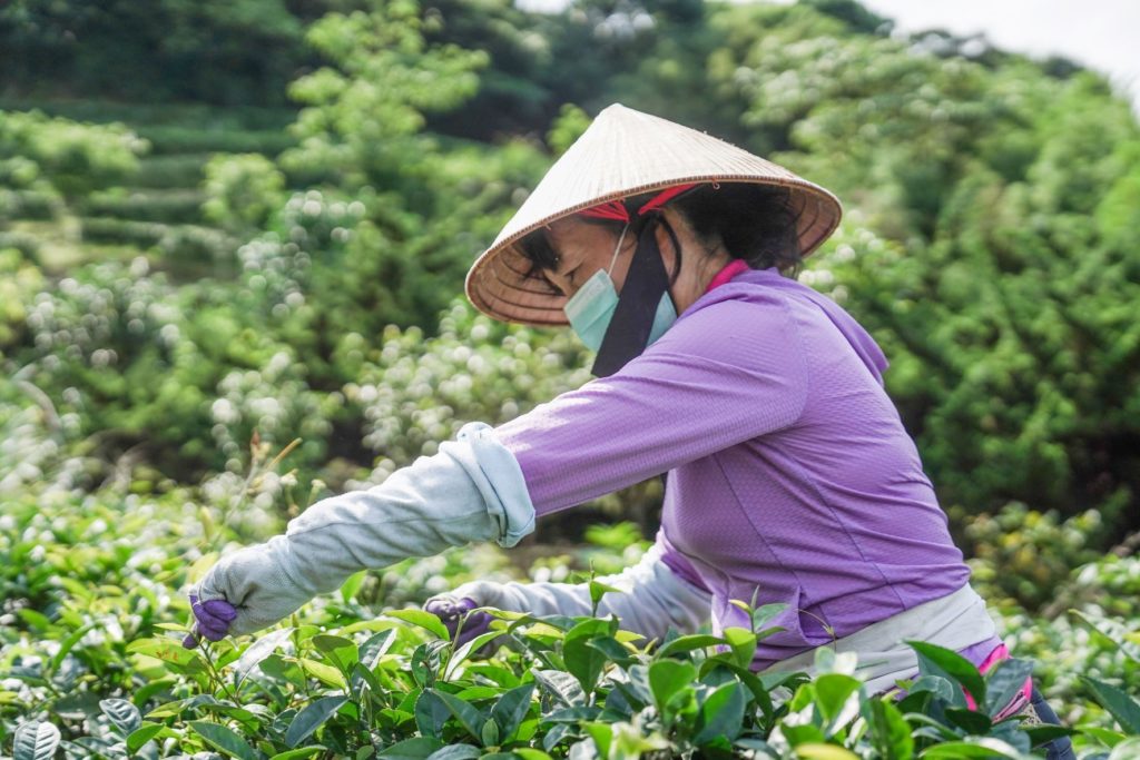 ▲三芝茶農的產製技術讓人十分佩服。(圖/新北農業局 提供)