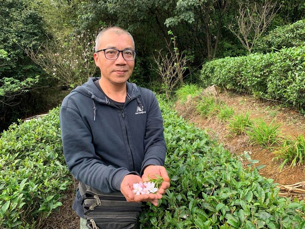 ▲茶香氣味芳香四溢讓民眾及愛茶者趨之若鶩。(圖/新北農業局 提供)