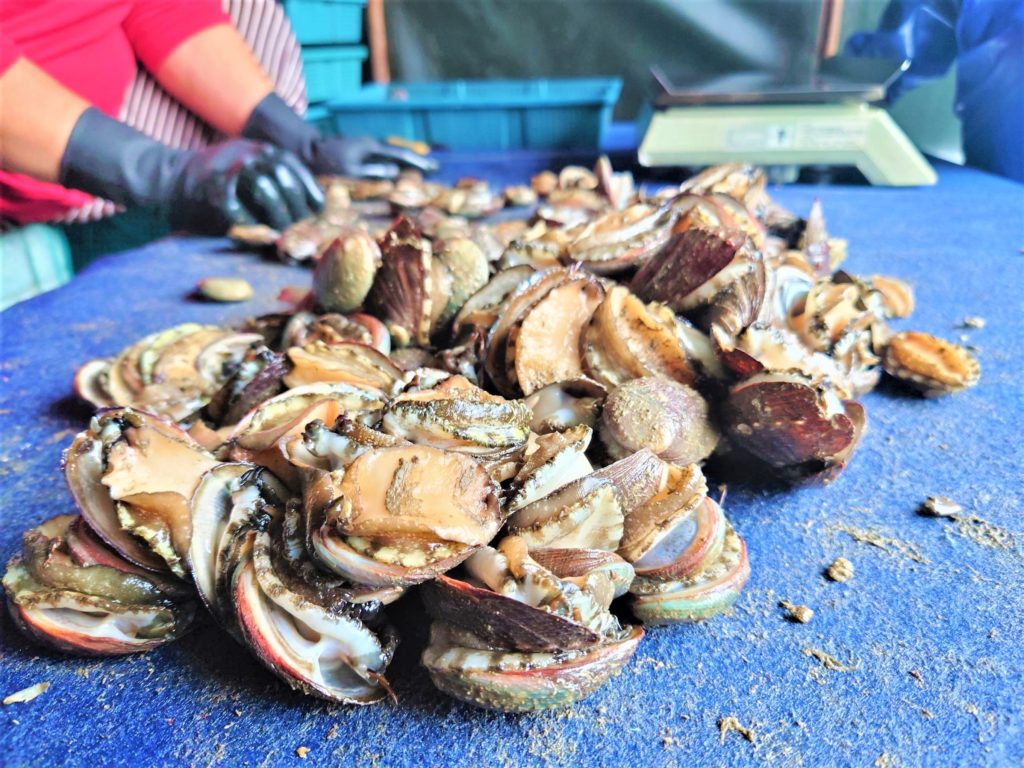 ▲新鮮的貢寮鮑兼具營養與美味特質,是美食佳餚的首選。(圖/新北漁業處 提供)