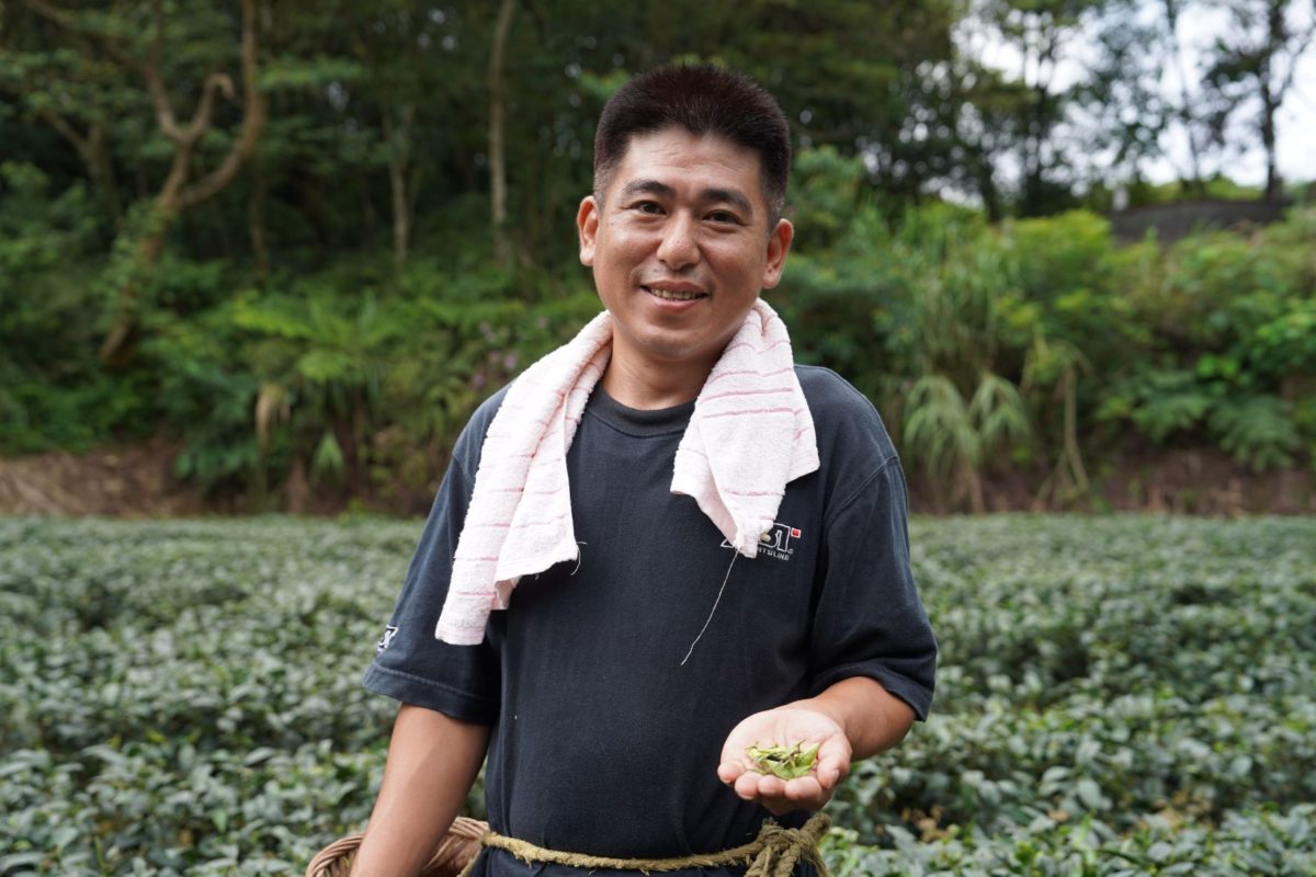 新北石碇許智雄接棒父親茶園15年   奪得石碇區包種茶特等獎
