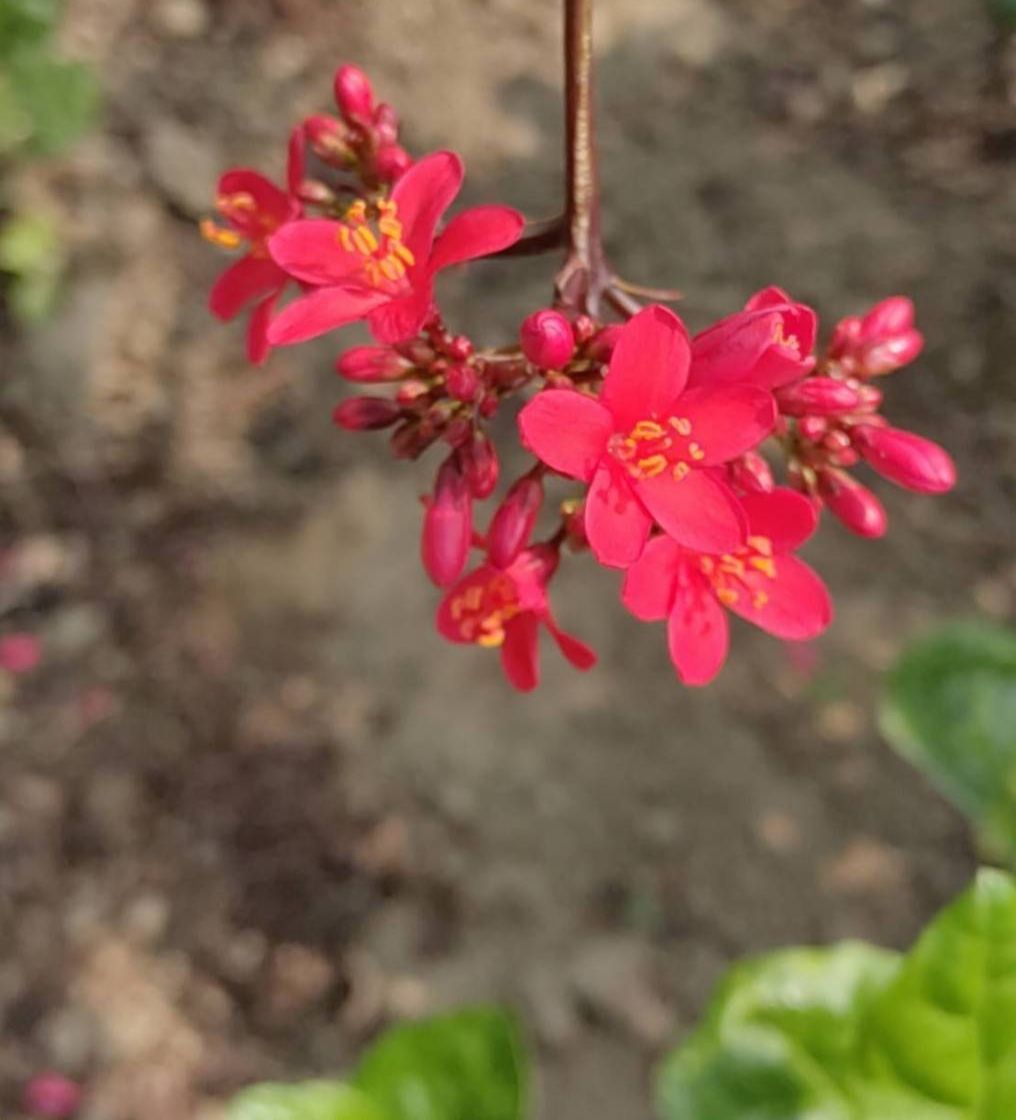 ▲林蔚穎攝影並題句於2023年穀雨天：溪畔喜迎春，紅花獻故人。（圖/林蔚穎 提供）