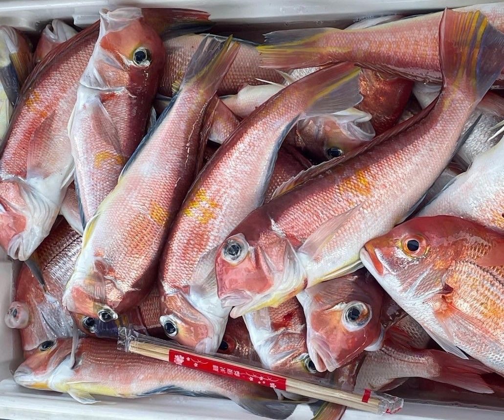 日頭炎炎   新北市東北角船釣馬頭魚正是時候