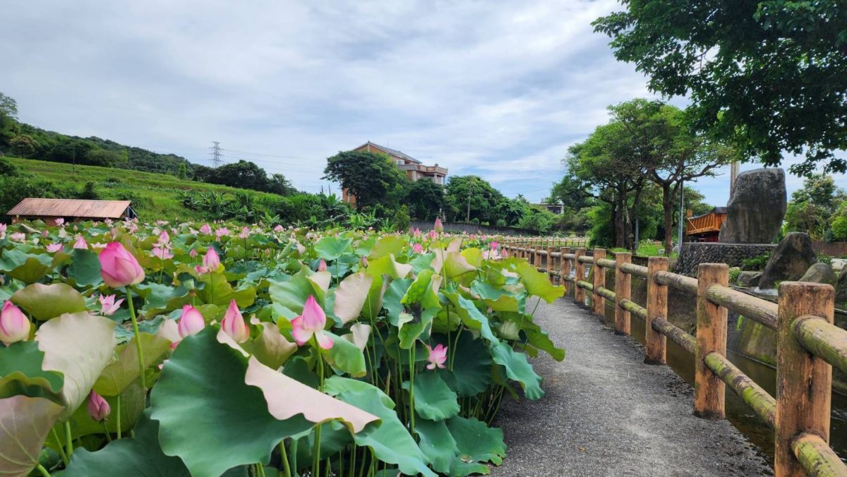 連假荷處遊   新北農村報你知
