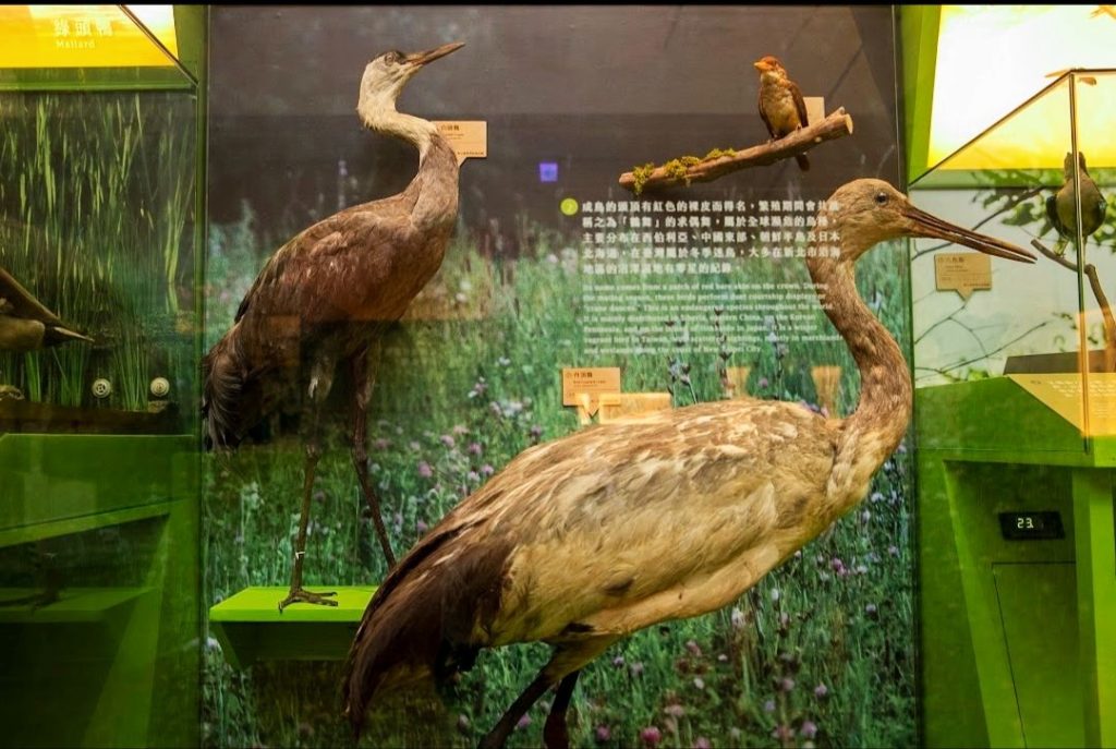 ▲候鳥的展覽呈現台灣生態變化的歷程。(圖/文化部 提供)