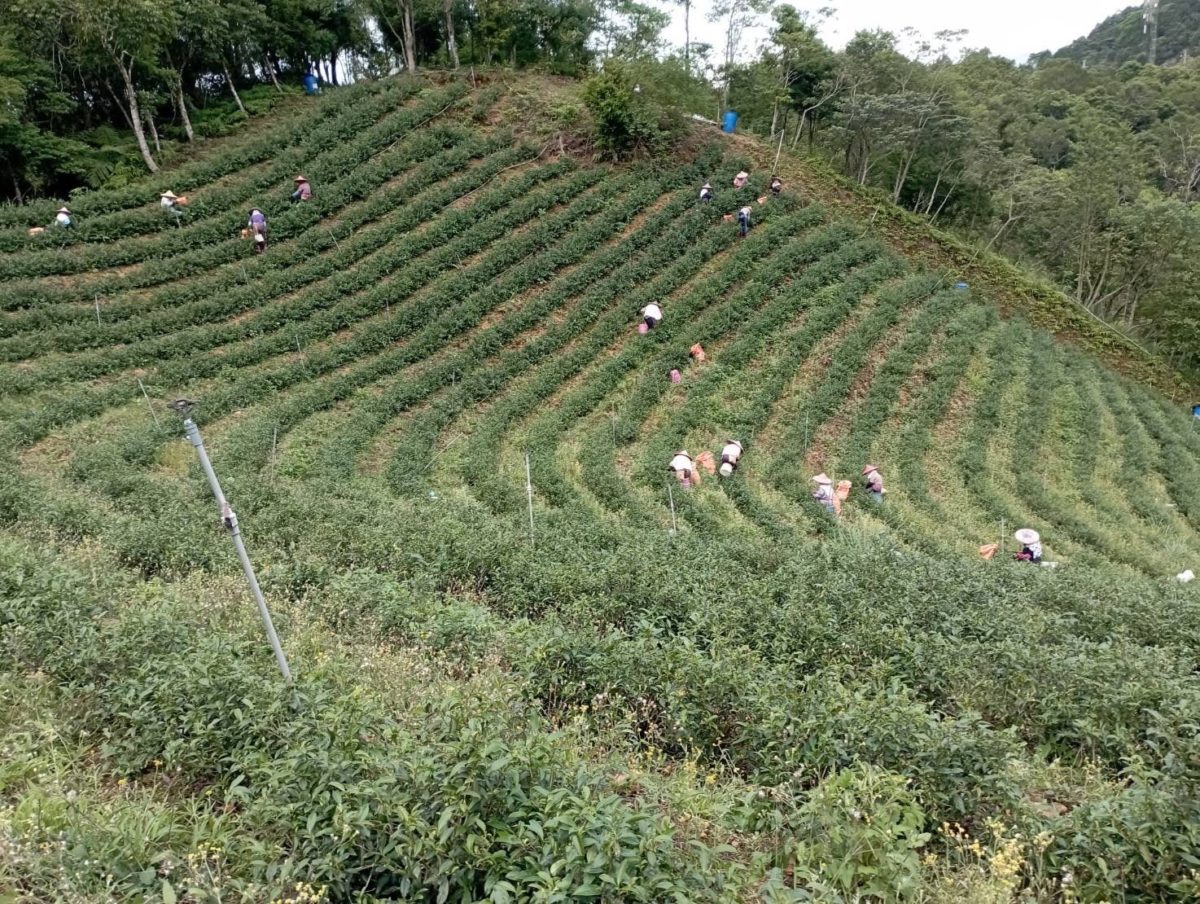 新北東方美人茶盛夏上市   坪林區蘇文松奪特等獎