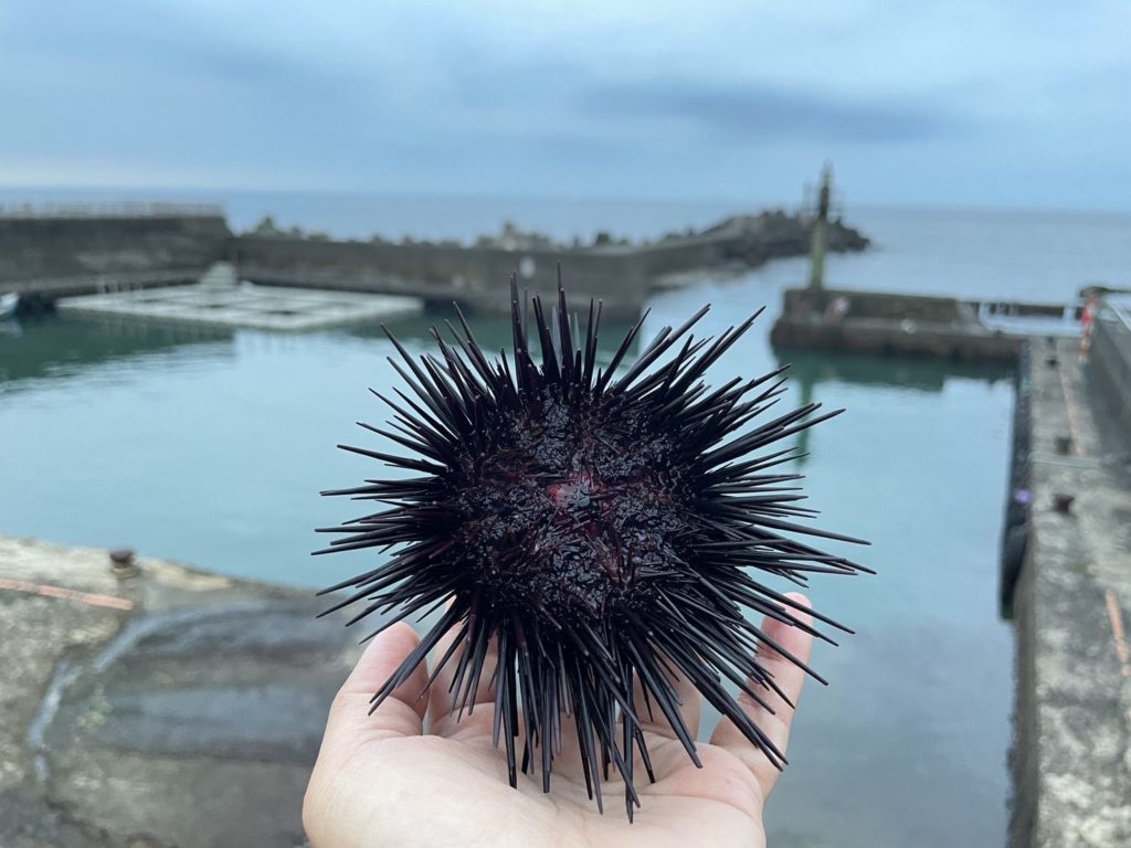 ▲新鮮海膽為貢寮鮑池的養殖極品。(圖/新北漁業處 提供)