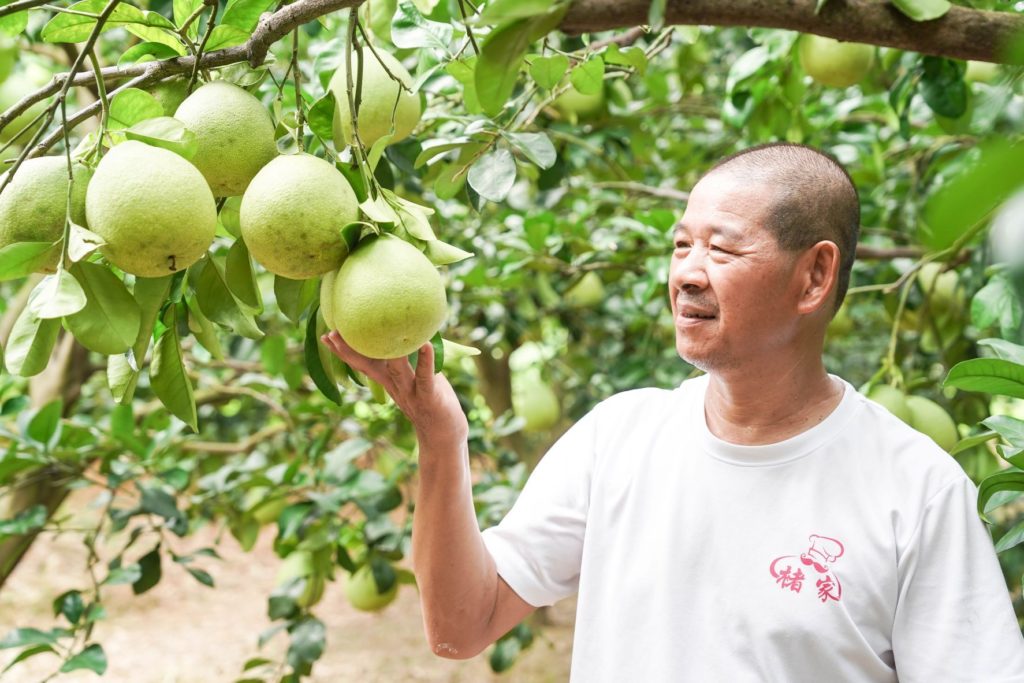▲農友褚暨華所栽種的文旦柚是市場評價的常勝軍。(圖/新北農業局 提供)