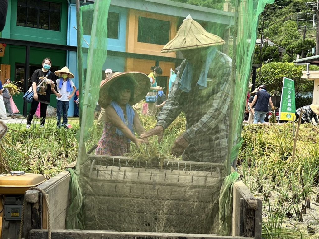 ▲汐止區農會邀請小小農夫體驗割稻樂。(圖/新北農業局 提供)