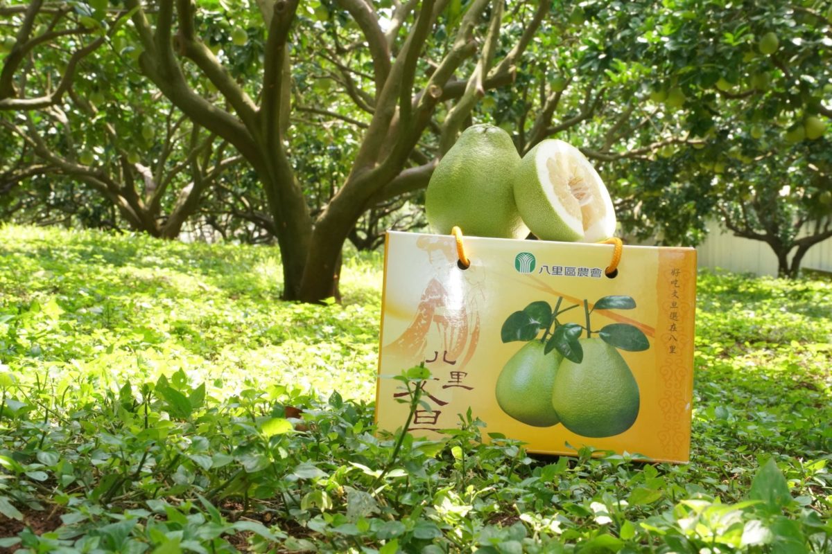 潤二月文旦品質佳   八里農園9月2日起開放園區採文旦柚