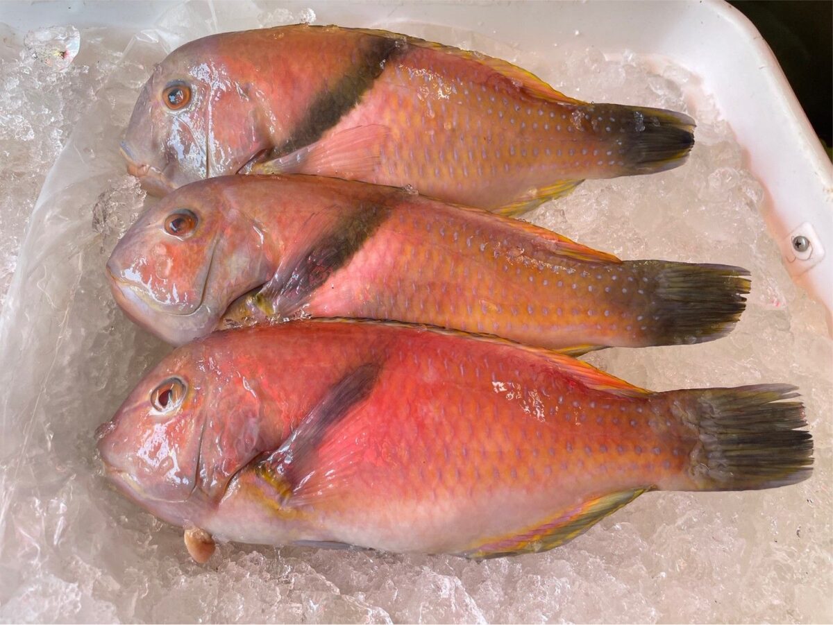 夏末東北角海域的珍饈   藍豬齒魚