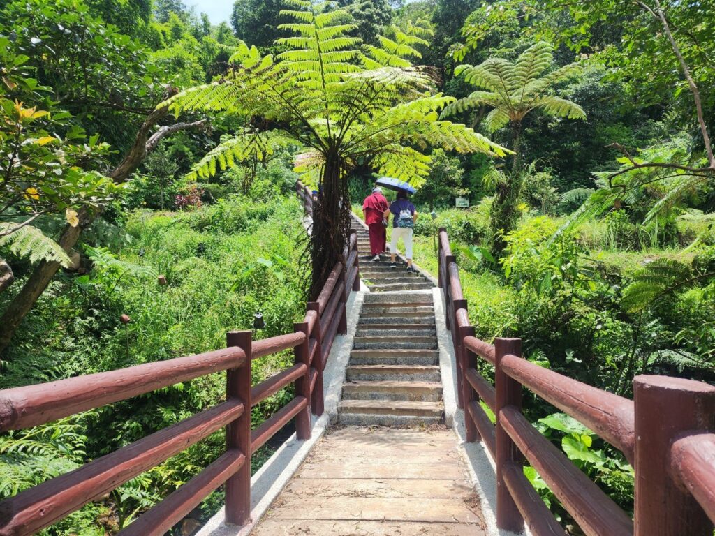 龍崗社區遍布蕨類與原生植物。(圖/農業局提供)