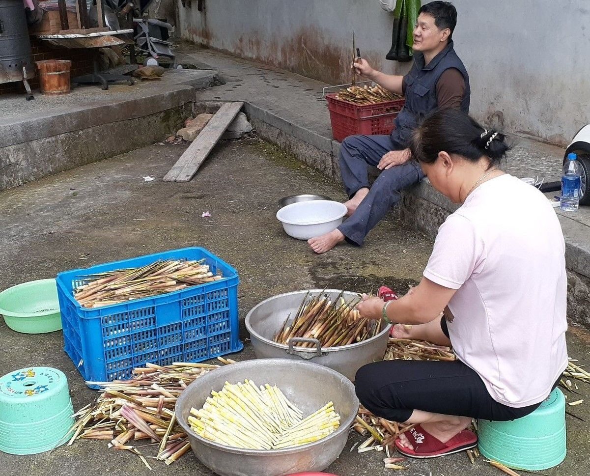 箭竹筍肉價格看俏   陽明山箭竹筍採筍證開放農民申辦
