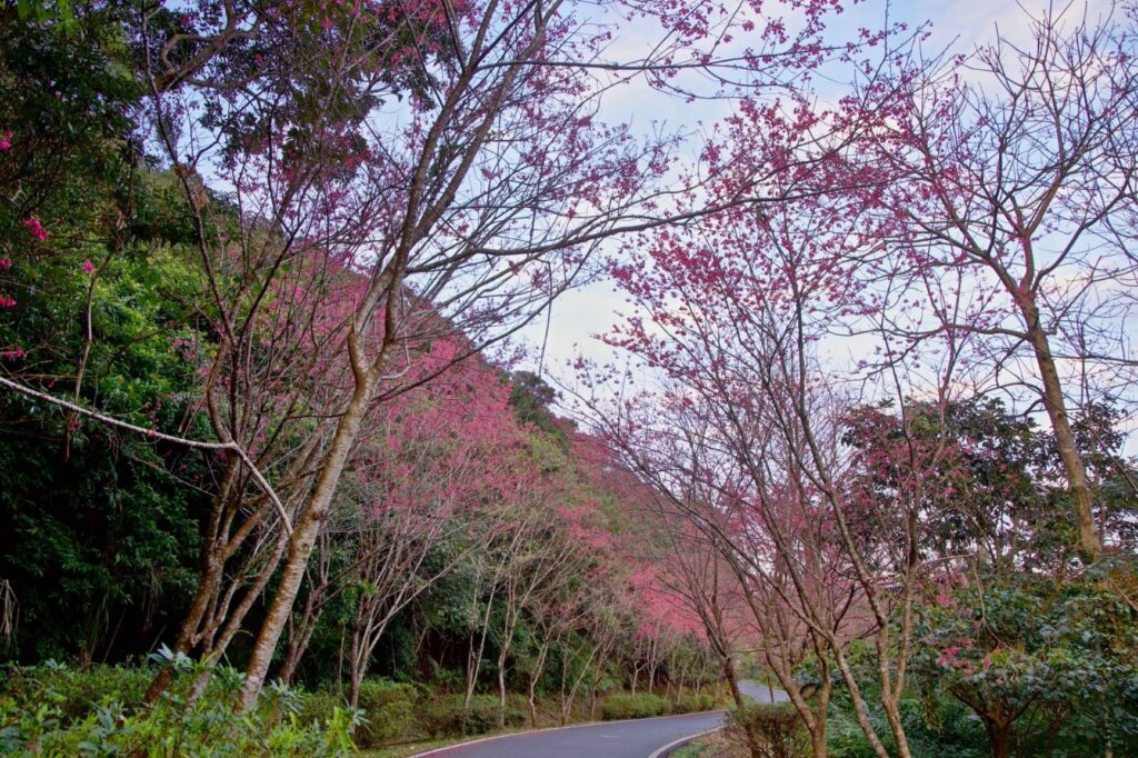 ▲烏塗社區沿路山櫻,是石碇著名的賞櫻景點。(圖/新北農業局 提供)