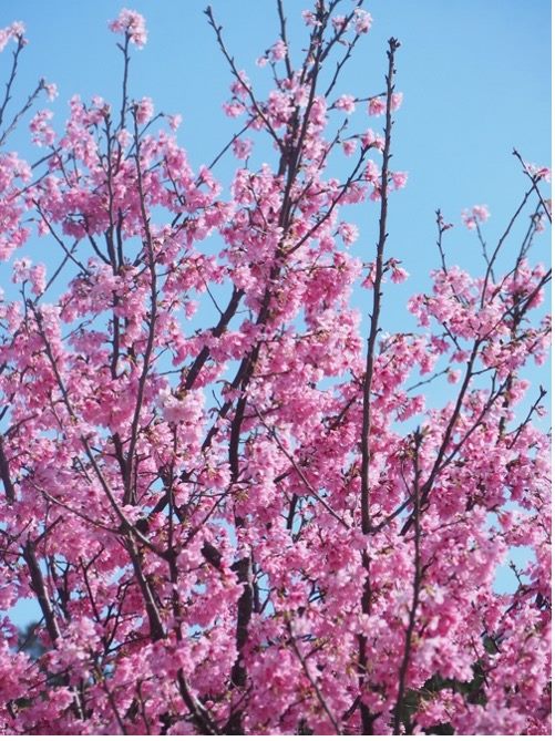 公二公園櫻花盛開。（圖/公園處提供）