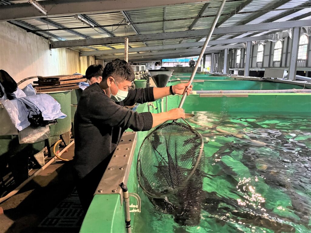 ▲養殖水產品的衛生安全管理為民眾食的安全保關。(圖/新北漁業處 提供)