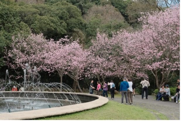 3月上陽明山賞花   櫻花、杜鵑、水仙處處開   街舞大賽掀熱潮