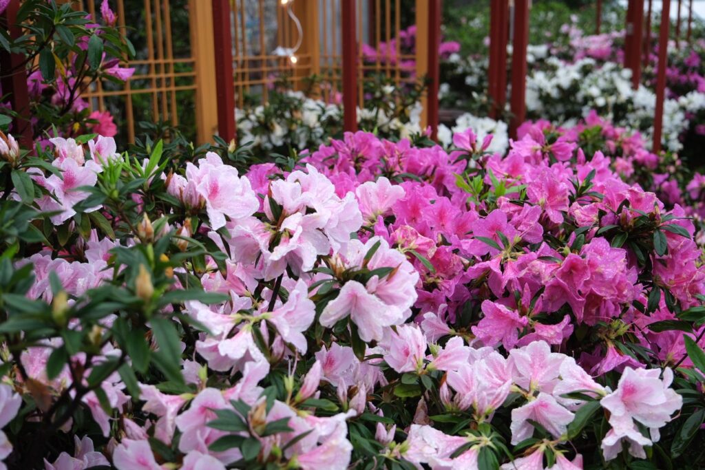 ▲萬金杜鵑盛開的景象讓民眾趨之若鶩。(圖/新北農業局 提供)