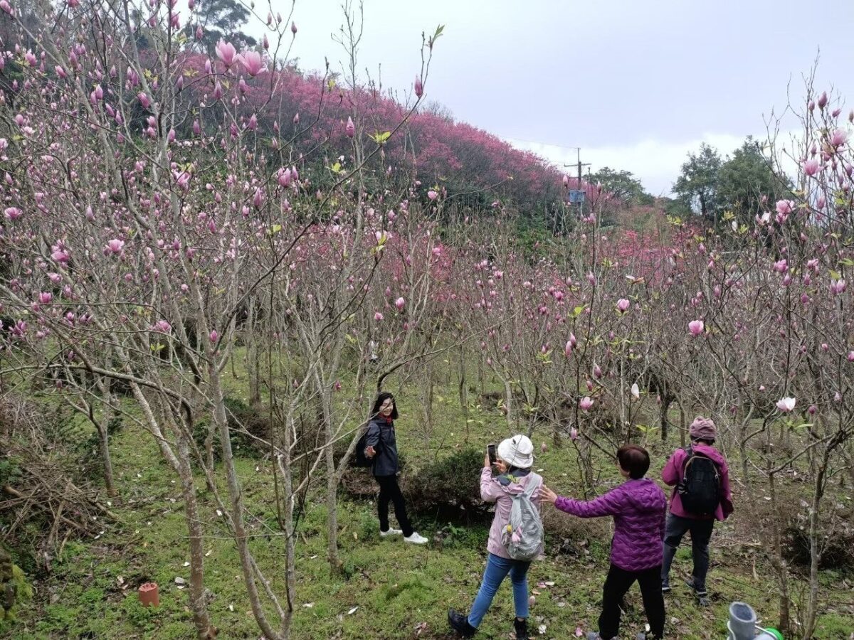 滬尾休閒農業區仙境傳說   探索木蓮花祕密花園