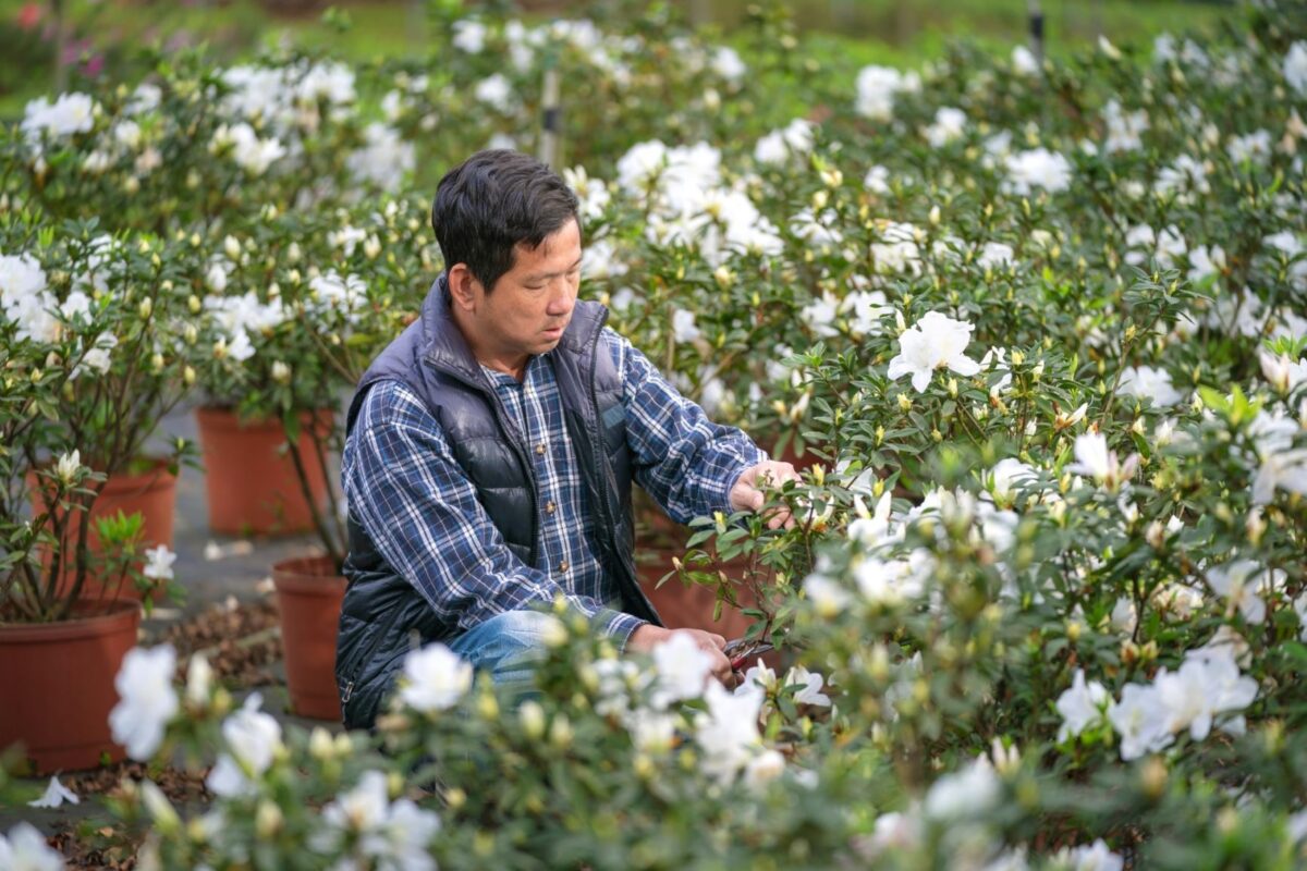 化身杜鵑職人  新北推萬金杜鵑職人體驗遊程