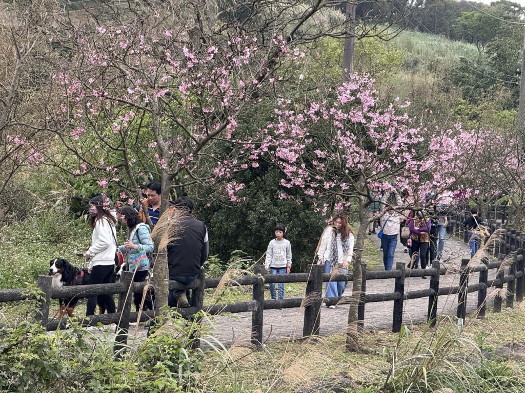 ▲在北海岸享受美味後再來賞櫻，將讓遊客樂不思蜀。（圖/新北市漁業處 提供）