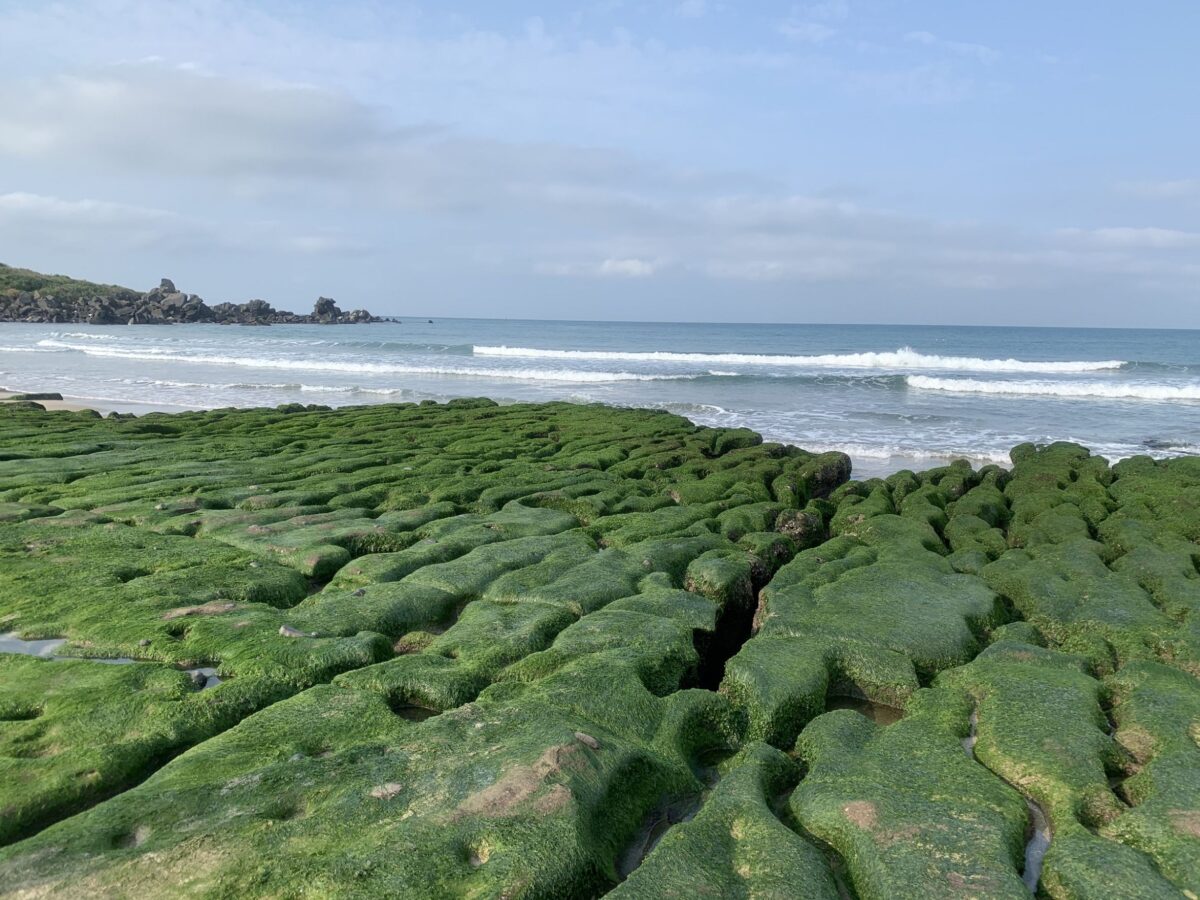 富基漁港嚐花枝   老梅綠石槽充滿綠意