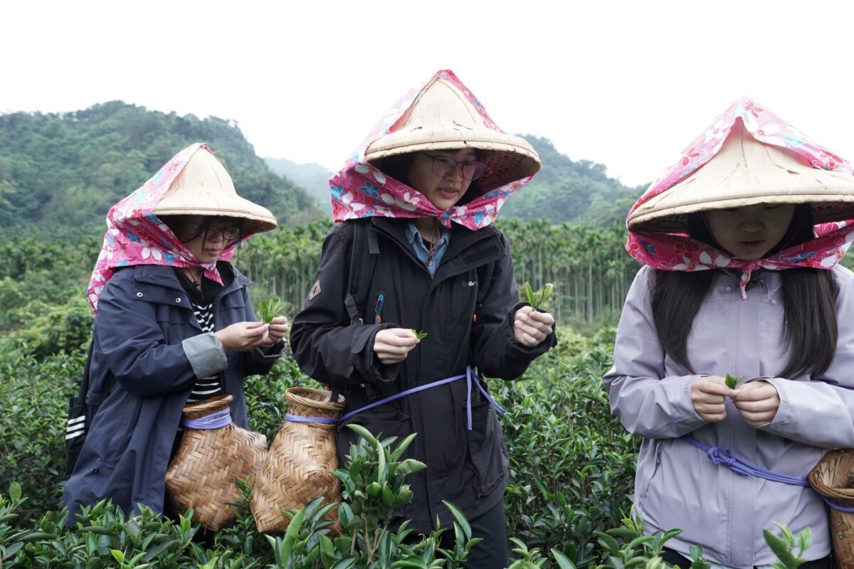 三峽綠茶季登場推20茶行走讀   新北碧螺春限時預購