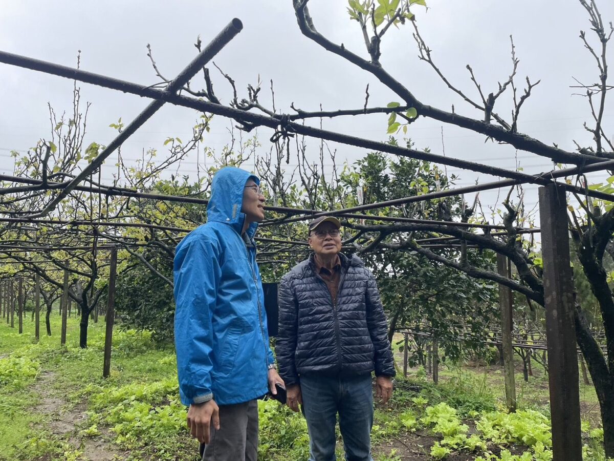 淡水三芝金山高接梨穗農損現金救助  3月22日前可到區公所申請