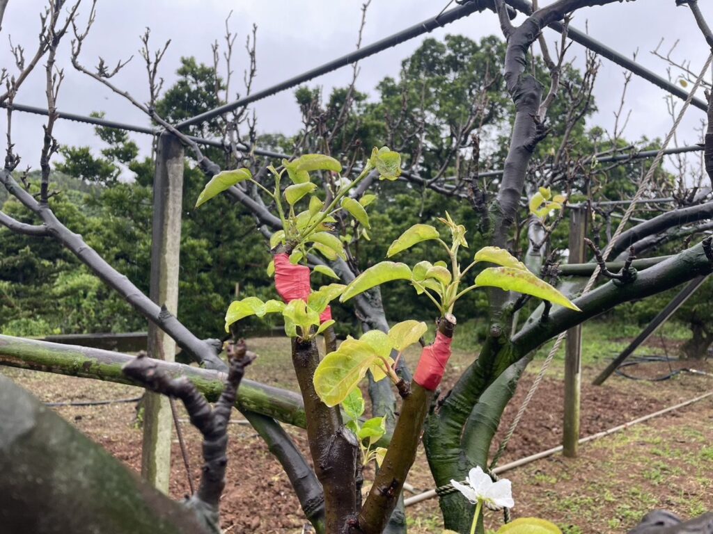 ▲新北高接梨穗的生長與農損情況,受到果農的高度關切。(圖/新北農業局 提供)