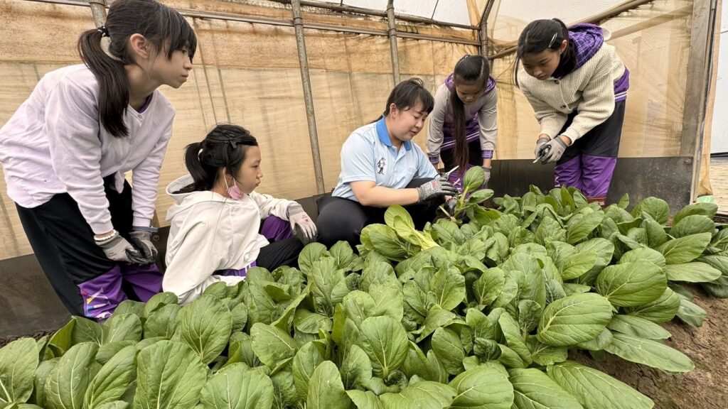 ▲新北青農推食農教育並栽種有機蔬菜回饋社會。(圖/新北農業局 提供)