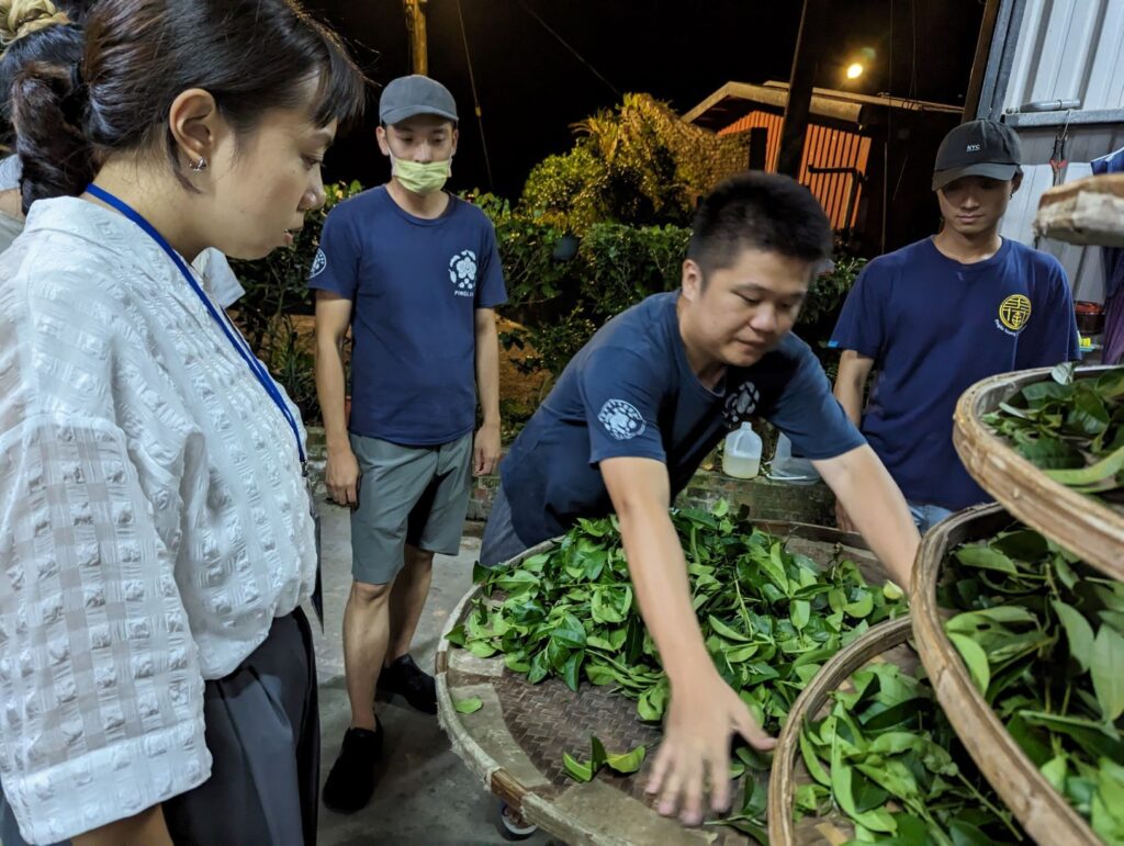 ▲茶農種茶收成的過程專業且投注心力。(圖/新北市農業局 提供)