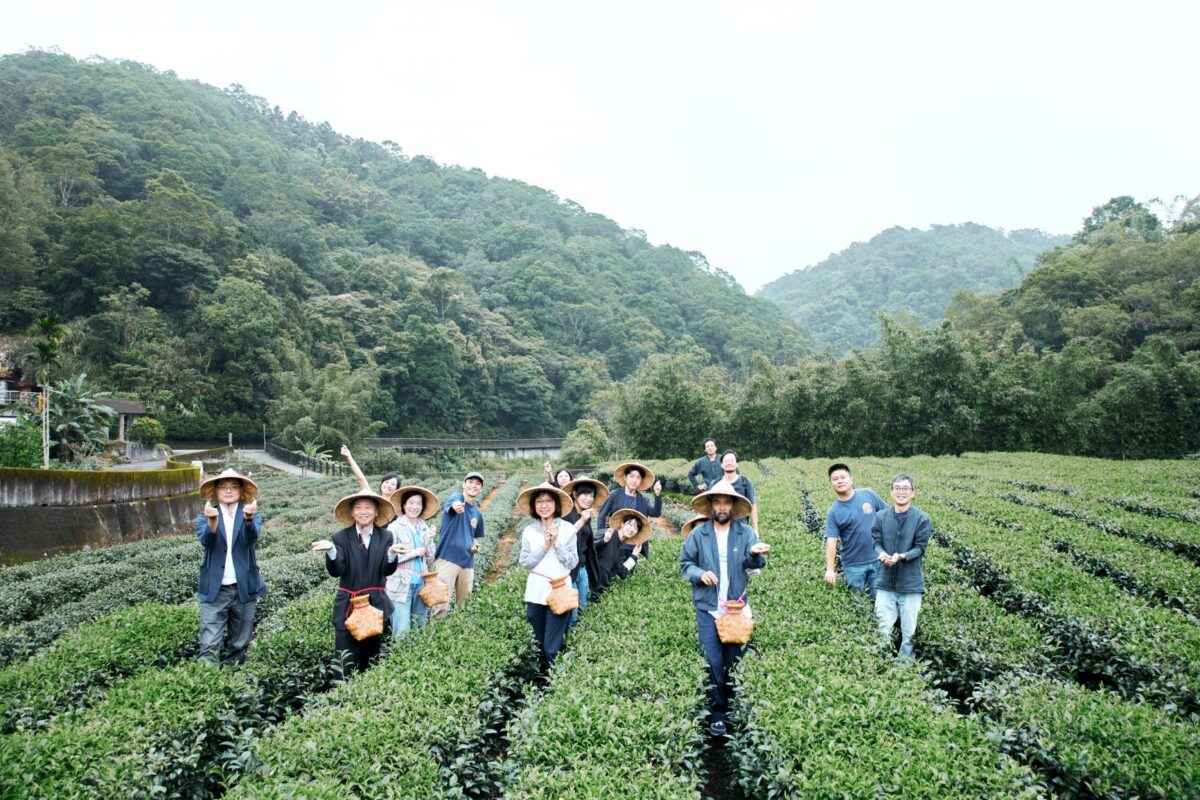 響應國際茶日   新北好茶推預購優惠支持茶農