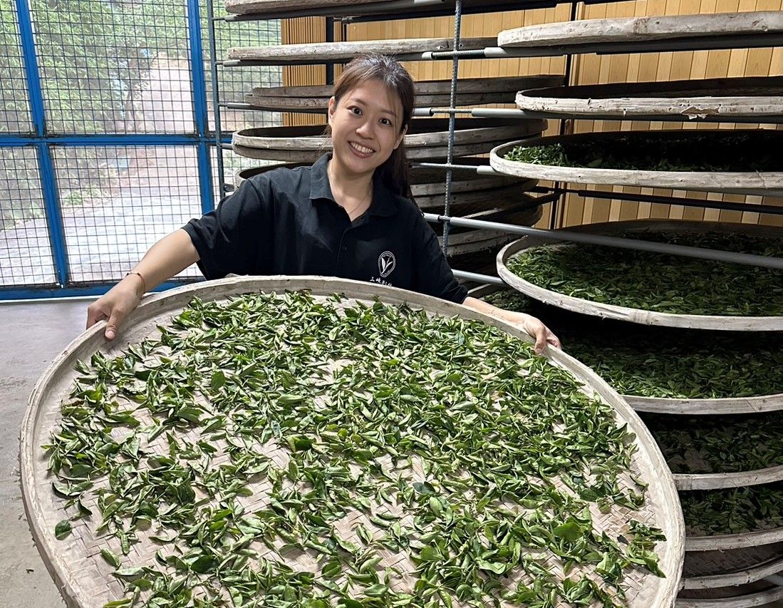 新北女青農林孟諭傳承茶香   三峽百年茶行推食農教育